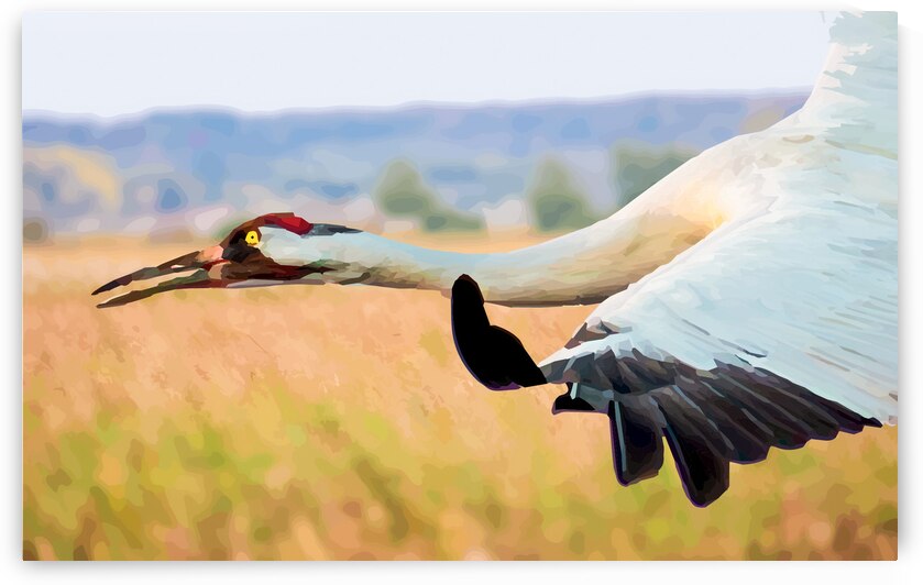Whooping Crane by Joe Riederer