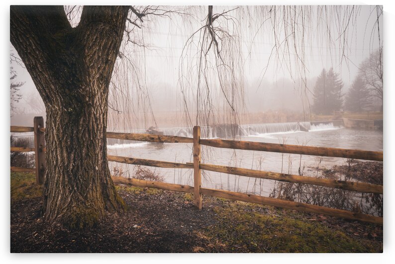 Foggy Wehrs Dam From Under the Weeping Willow by Jason Fink