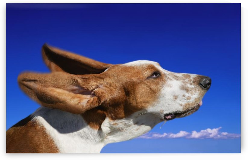 Dog With Ears In The Wind by PacificStock