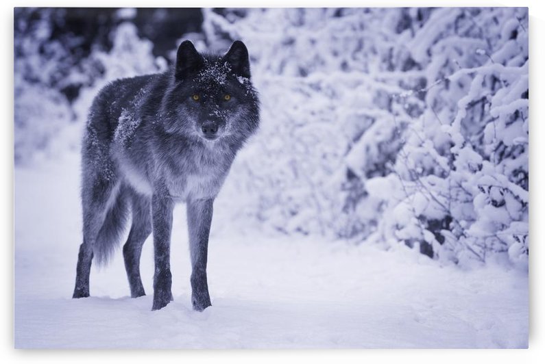 Wolf by PacificStock