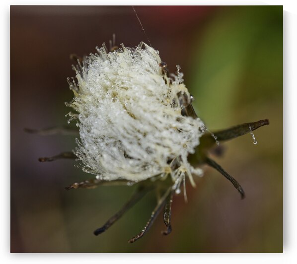 Closed Dandelion Puffball With Dew by Iris H Richardson