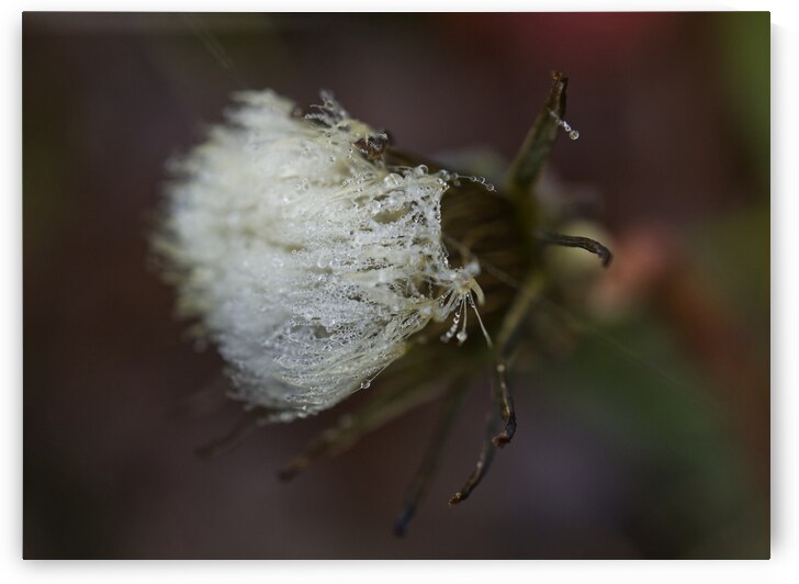 Dandelion Puffball With Morning Dew II by Iris H Richardson