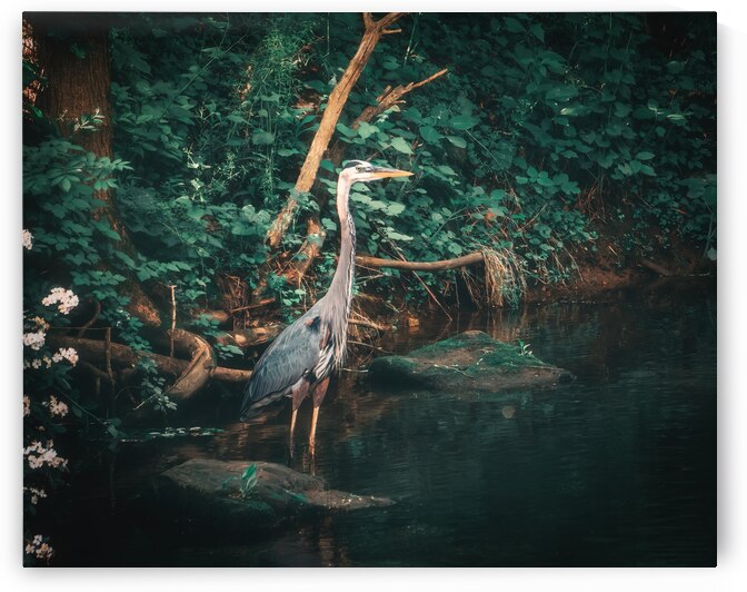 Great Blue Heron Emerald Reflections by Jason Fink