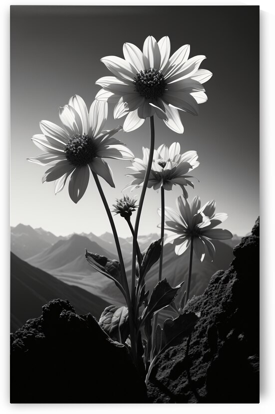 Soulful Blooms – Black & White Sunflower Art Print by Savage Art Prints
