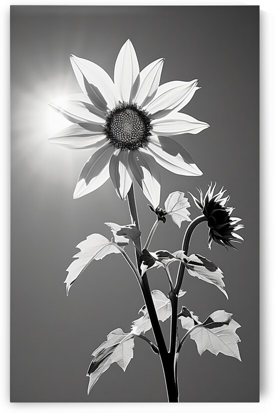 SPF - Sunlit Sunflower Monochrome Art Print by Savage Art Prints