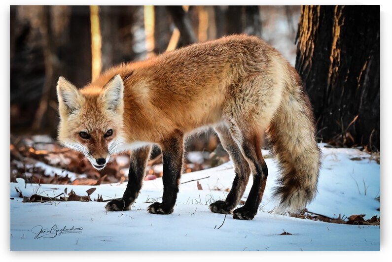 Red Fox 1 by jamiesart