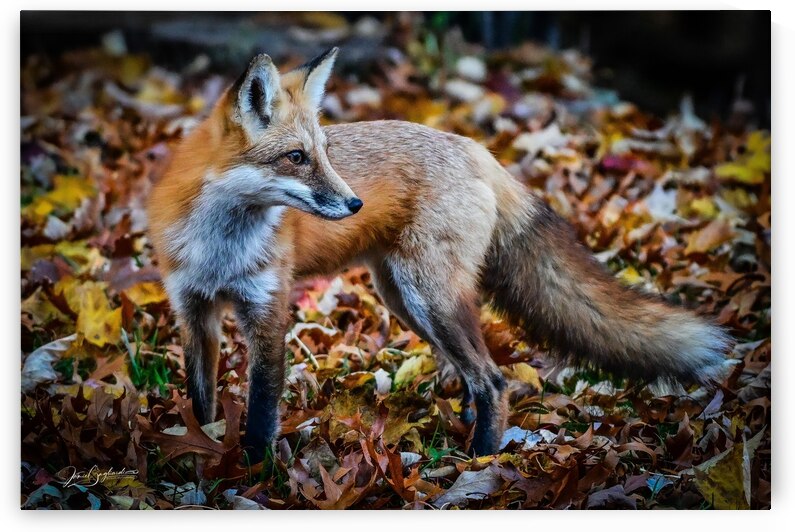 Red Fox 3 by jamiesart