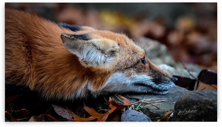 Red Fox 2 by jamiesart