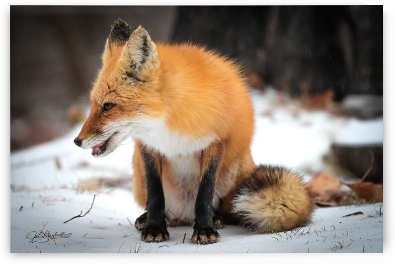 Red fox 6 by jamiesart