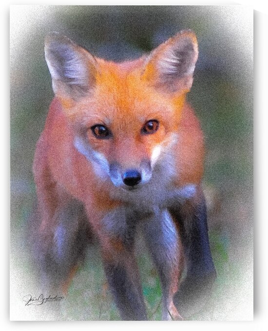 Low Res Red Fox 7 by jamiesart