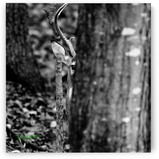 Hiding Deer 1 by jamiesart