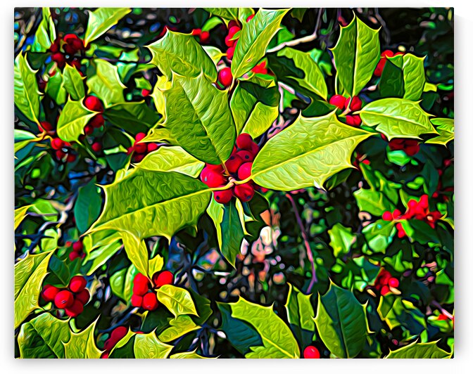 Holly with Red Berries Expressionism by Bill Swartwout Photography