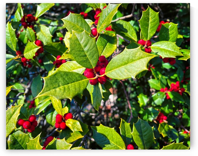 Holly with Red Berries for Holiday Decor by Bill Swartwout Photography