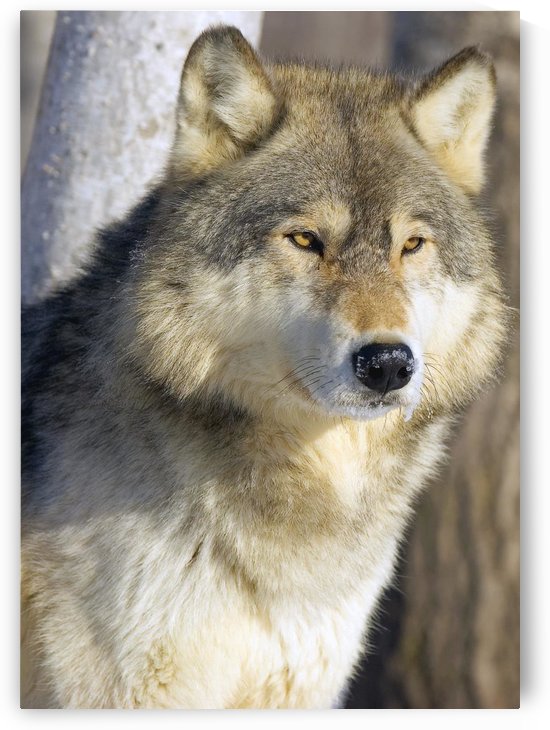 Timber Wolf by PacificStock