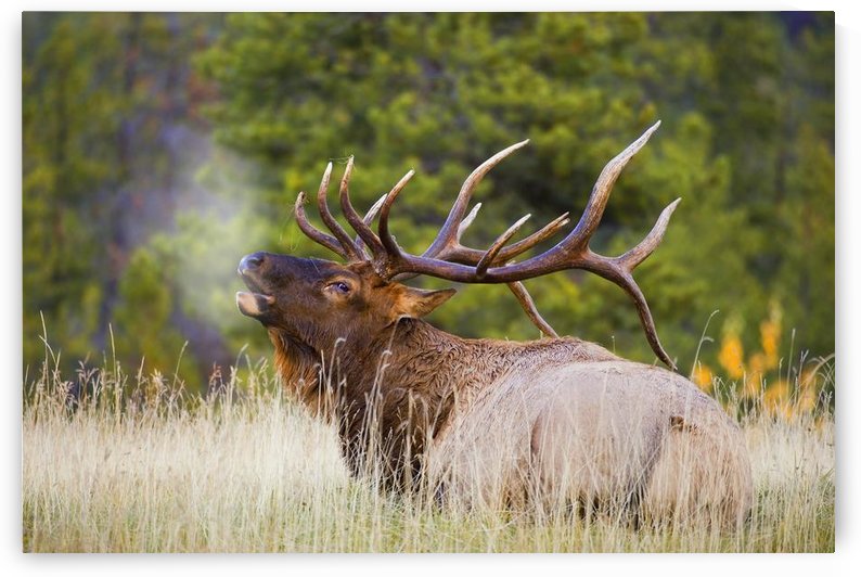 Bull Elk by PacificStock