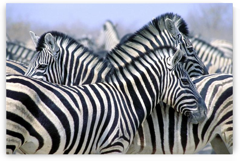 Burchell's Zebra (Equus Quagga Burchellii), Etosha National Park, Namibia, Africa by PacificStock