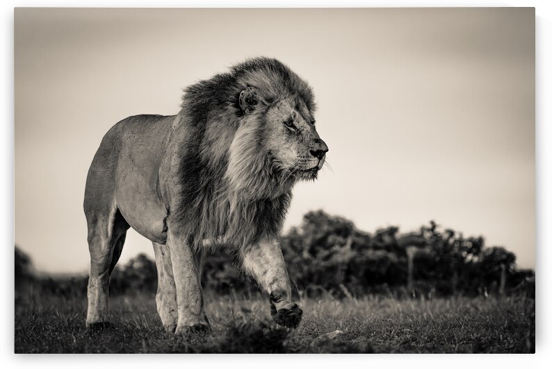 The Watch - Male lion 1 by JADUPONT PHOTO