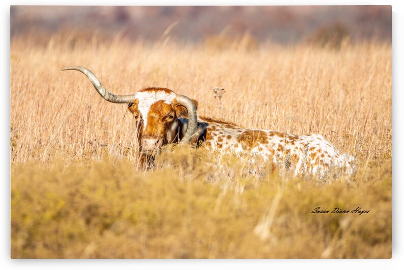 Wrong Way To Rest by Susan Diann Photography