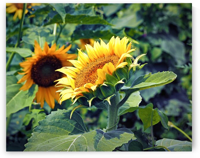 Sunflower Portrait Looking Up to the Sky by Bill Swartwout Photography
