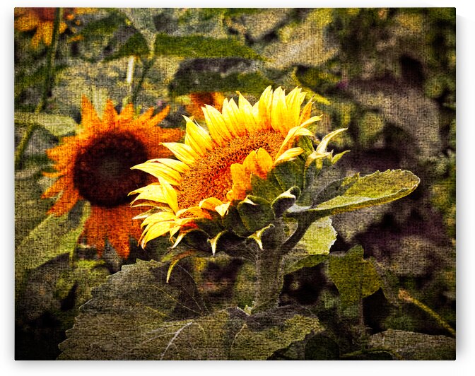 Sunflower Portrait in Simulated Canvas by Bill Swartwout Photography