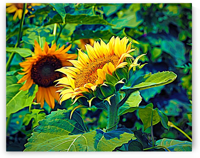 Sunflower Portrait Expressionism Abstract by Bill Swartwout Photography