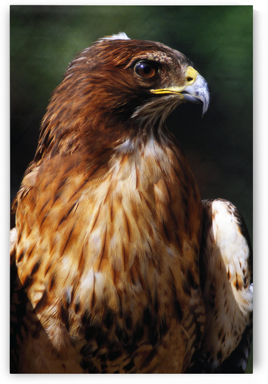 Red Tailed Hawk by PacificStock