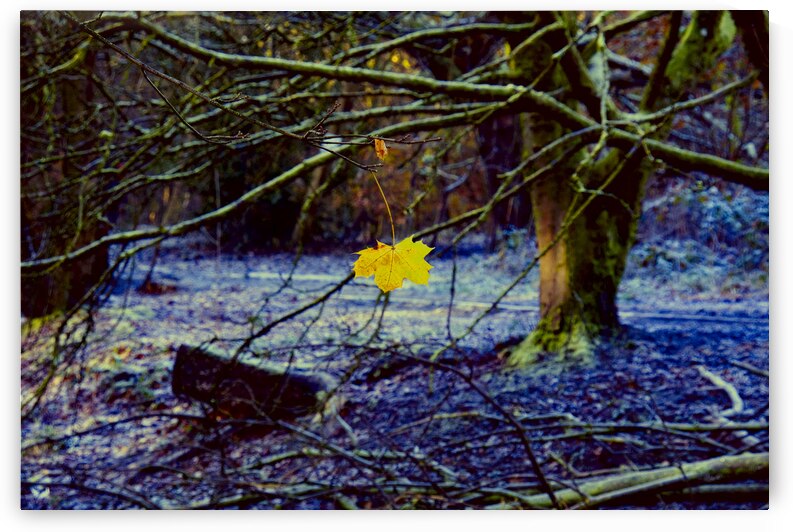 Single autumn leaf by Tony J Hulme