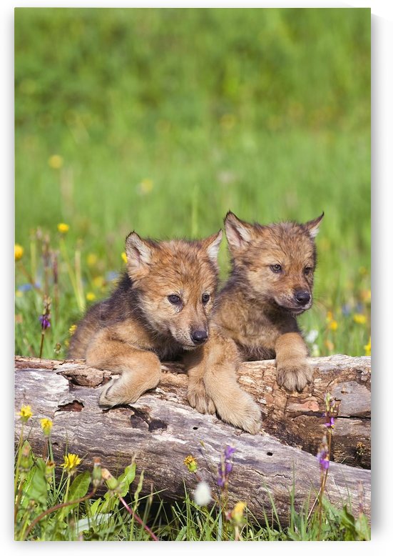Wolf Cubs On Log by PacificStock