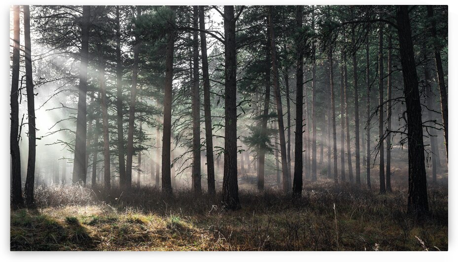 Forest Mist Wide by Jeret Lockhart