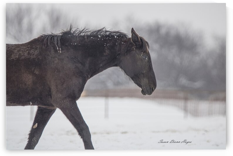 If We Make It Through December by Susan Diann Photography