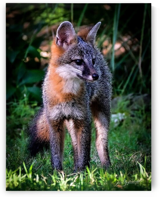 DSC 2589 5 Grey Fox 1 by jamiesart