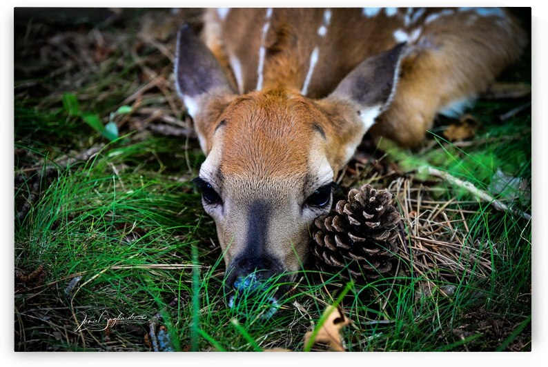 DSC 6977 Fawn 2 by jamiesart