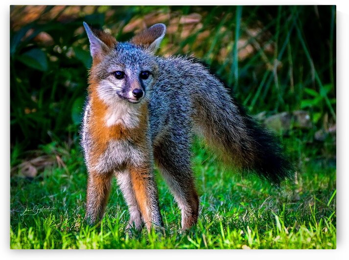 DSC 2624 Grey Fox 2 by jamiesart