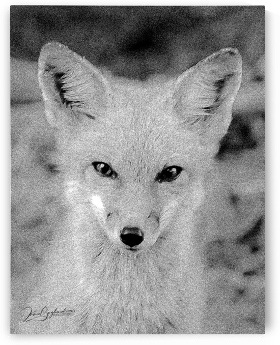 DSC 0952 2 B & W fox 1 by jamiesart