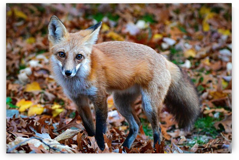 DSC 0733 RedFox 8 by jamiesart