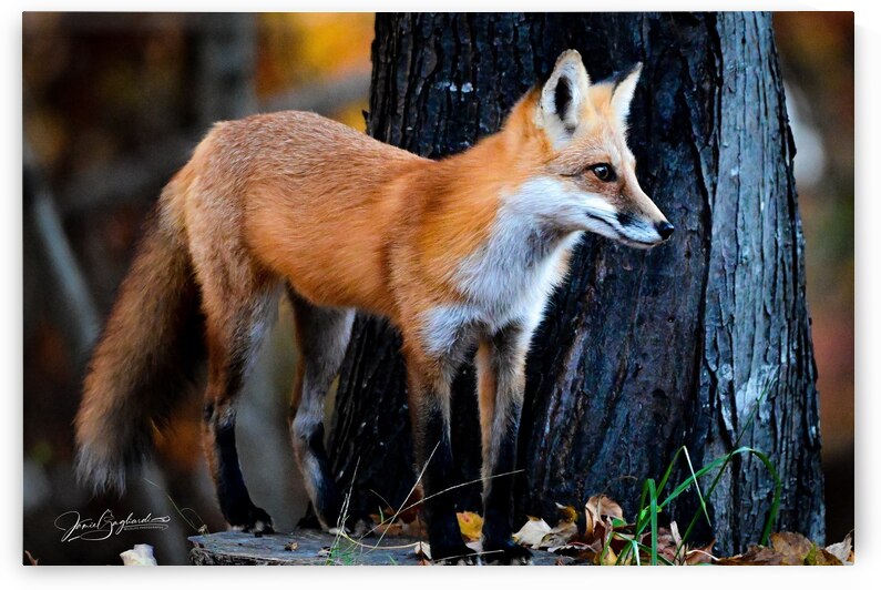 DSC 0700 Red Fox 9 by jamiesart