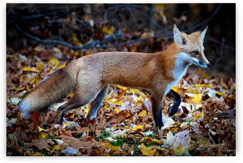 DSC 0513 3 Red Fox 10 by jamiesart