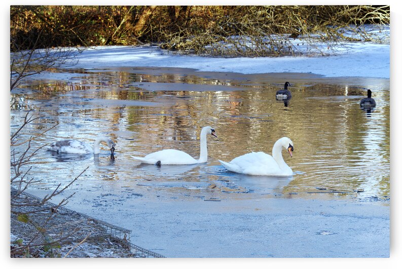 Mute swan family by Tony J Hulme