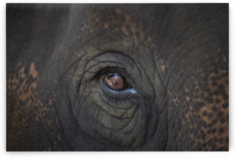 Closeup Of An Animal's Eye by PacificStock