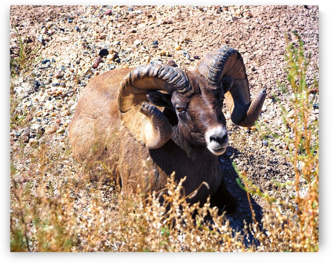 Badlands Bighorn Sheep Relaxing by Bill Swartwout Photography