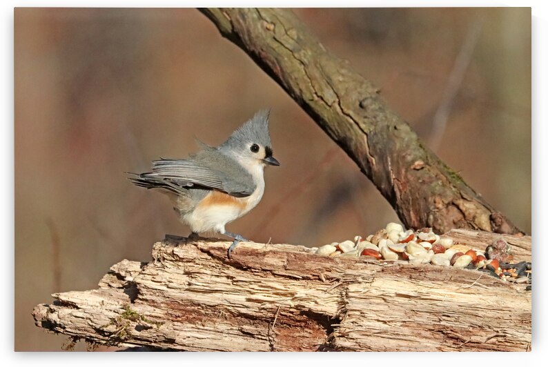 Windblown Tufted Titmouse by Deb Oppermann