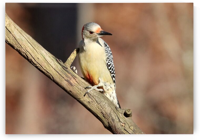 Red Bellied Woodpecker In Winter by Deb Oppermann