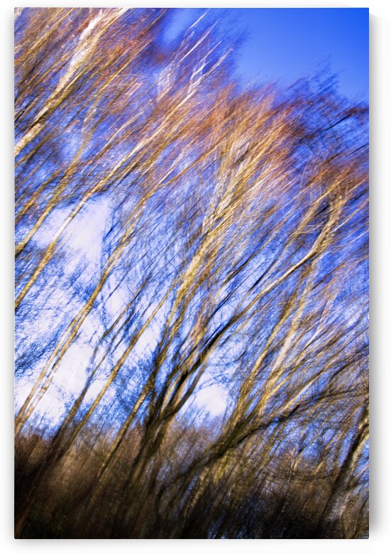 Abstract tree by Tony J Hulme