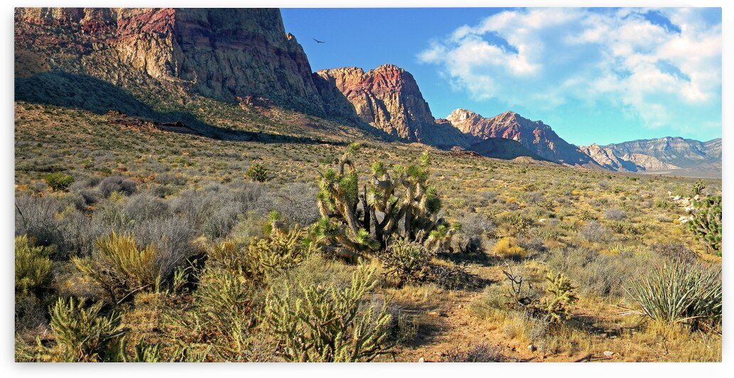 Desert Beauty Panorama by Frank Wilson