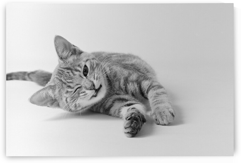 1970s YOUNG CAT STRETCHING ON THE FLOOR WINKING 186173 by Panoramic Images