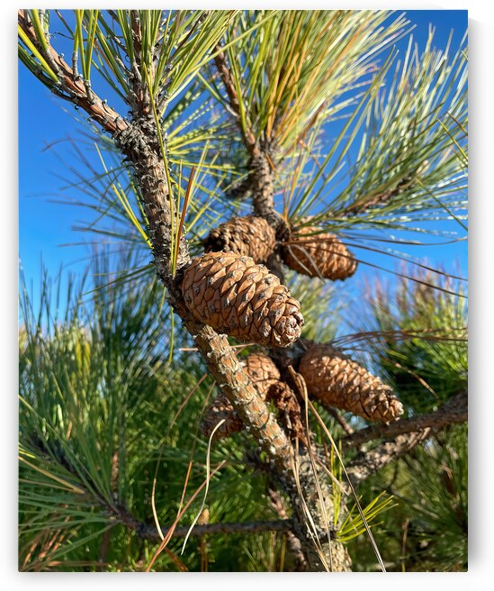 Loblolly Pinecone Assateague Island by Bill Swartwout Photography