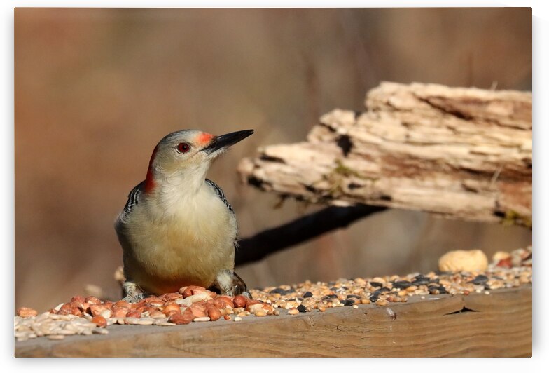 Red Bellied Woodpecker Posing by Deb Oppermann