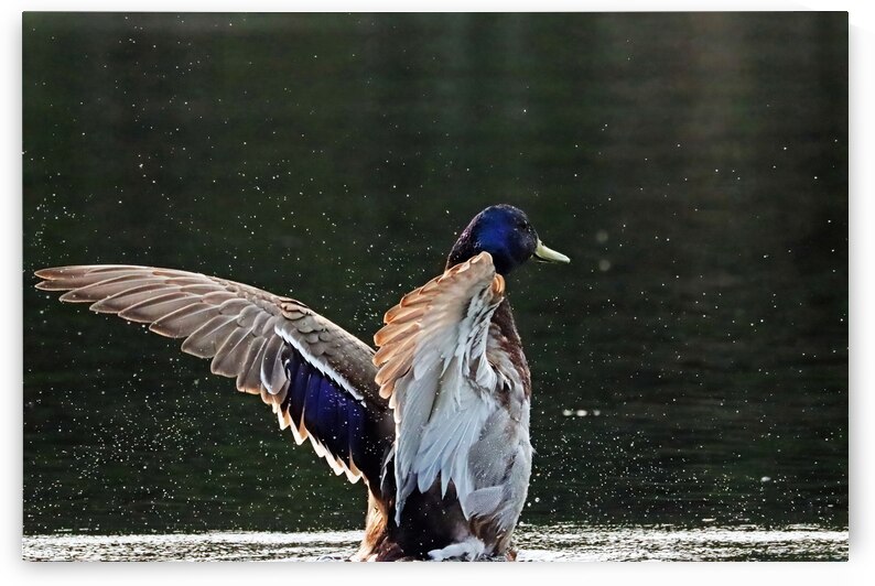 Drake Mallard Playing In The Water by Deb Oppermann