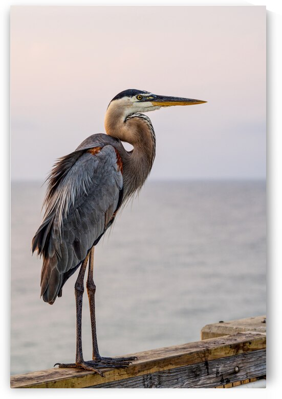 Great Blue Heron On A Pink Morning by Jennifer White