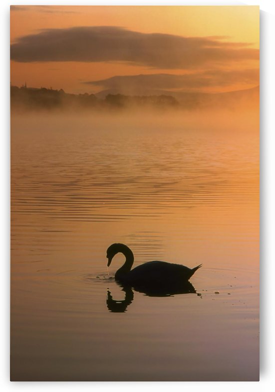 Lough Leane, Lakes Of Killarney, Co Kerry, Ireland; Silhouetted Swan by PacificStock
